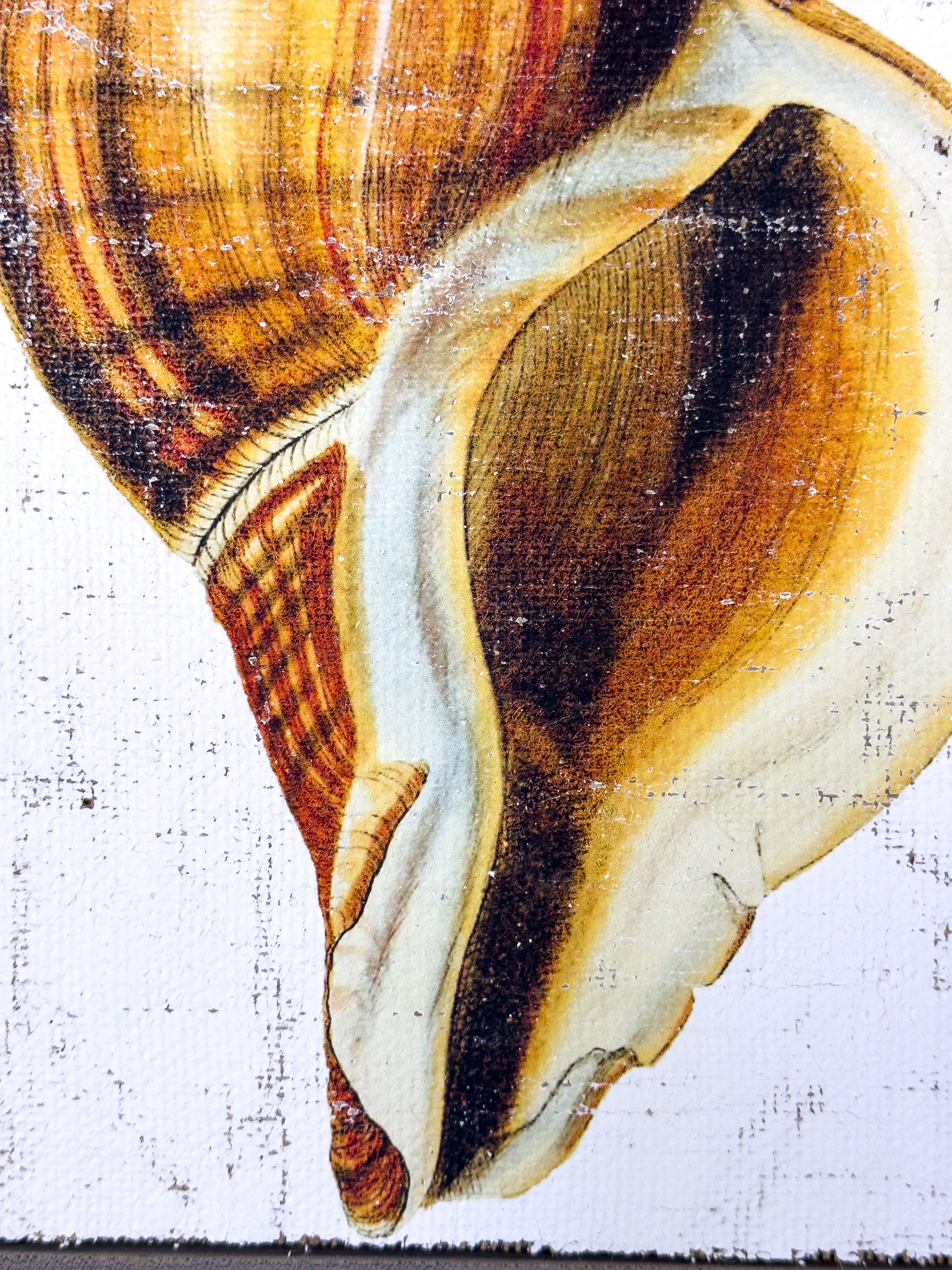 Smooth Conch Shell