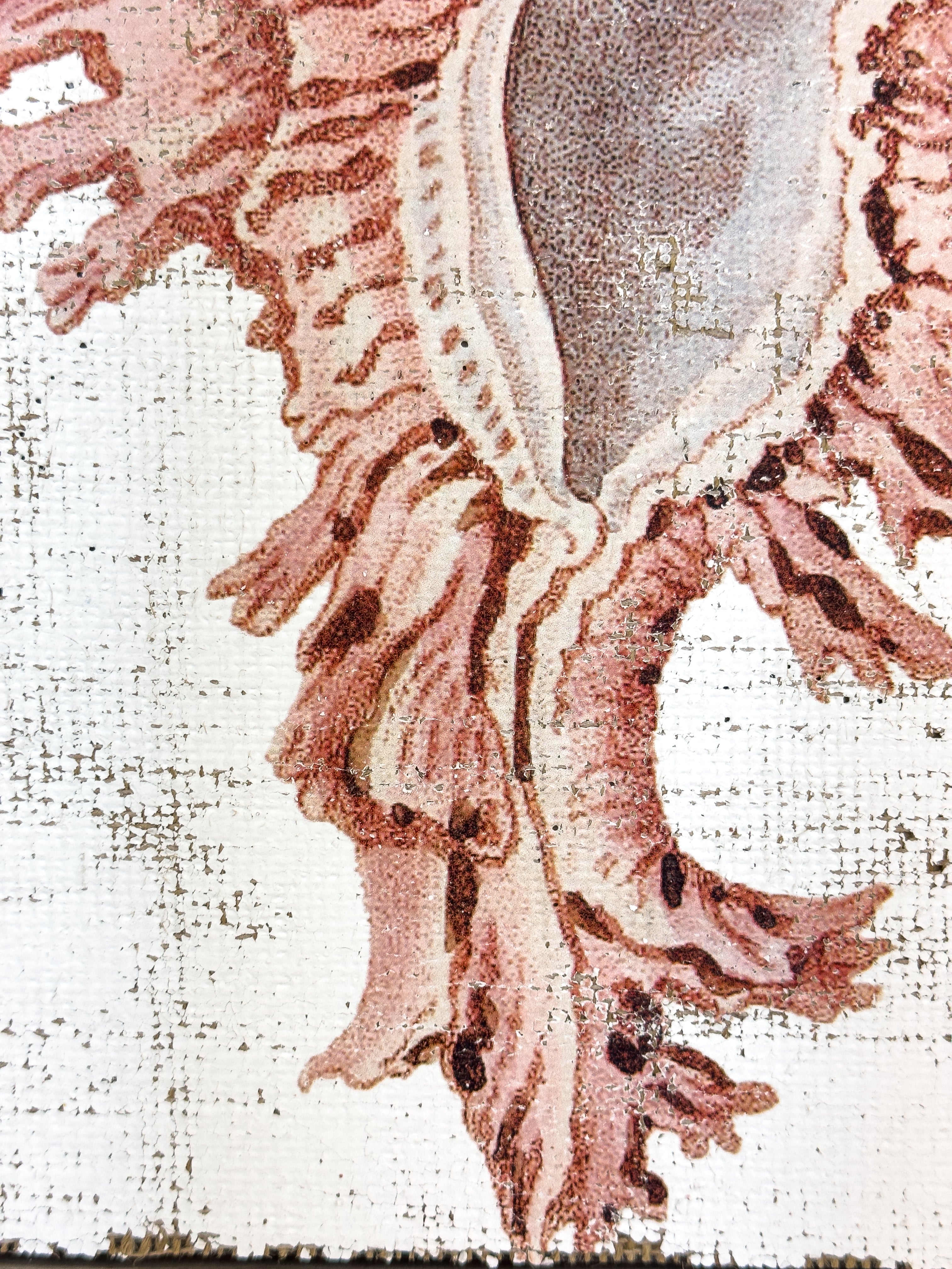 Pink Seashell - Lace Murex