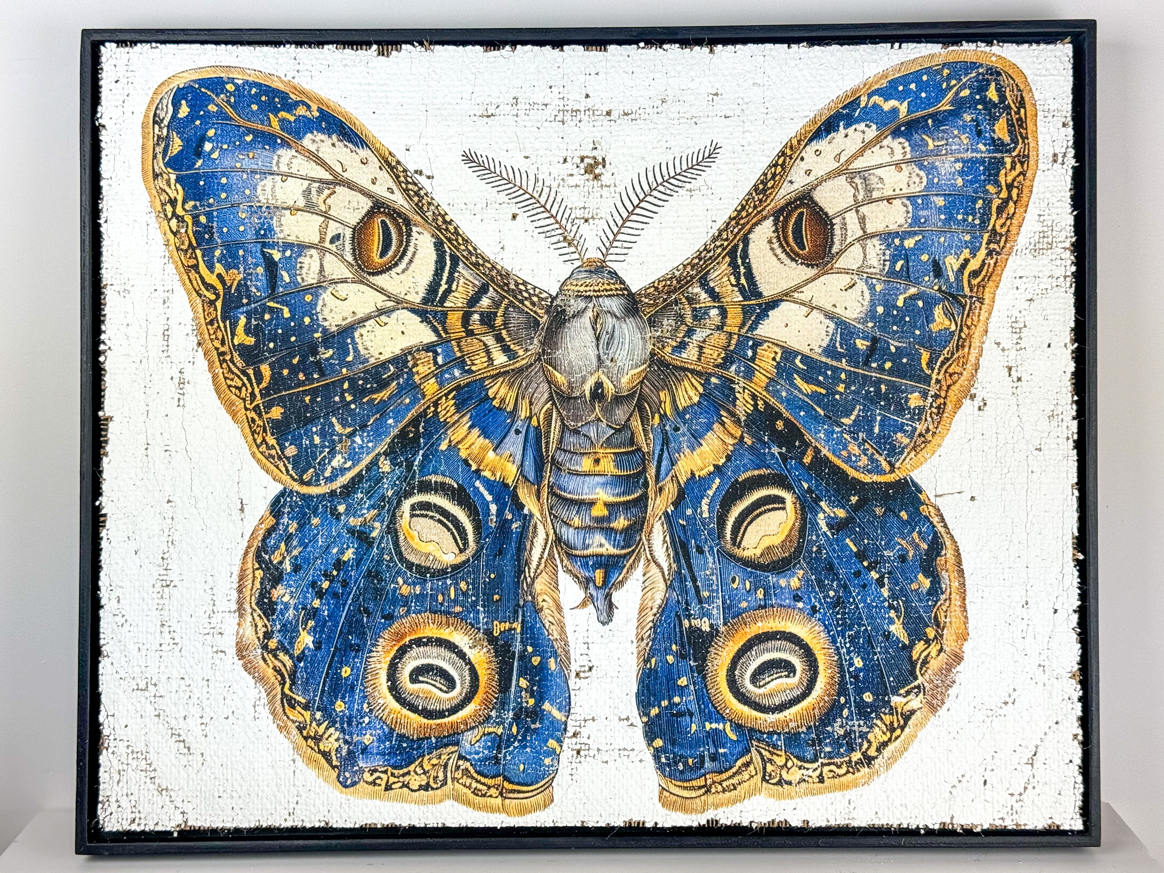 Blue & Gold Owl Moth