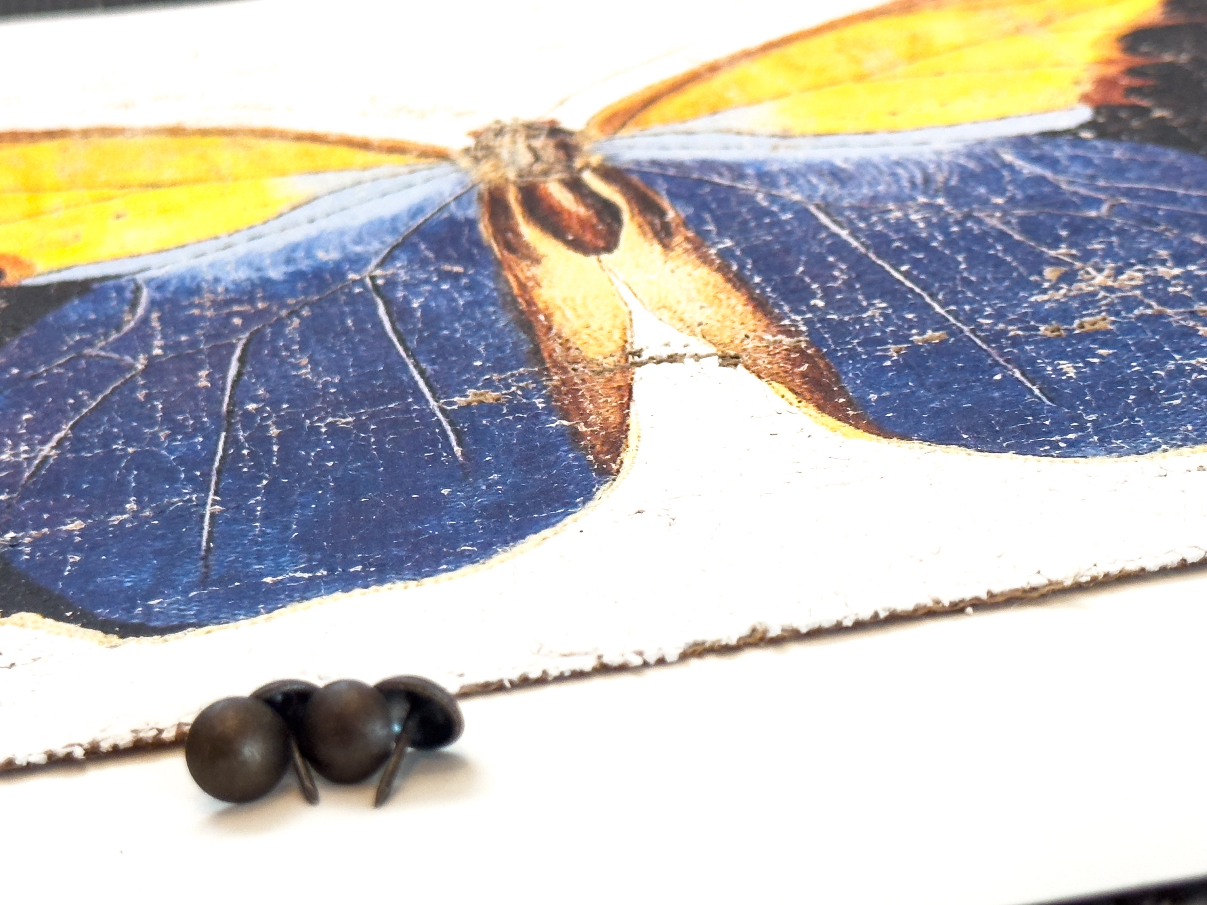 Blue brush-footed butterfly