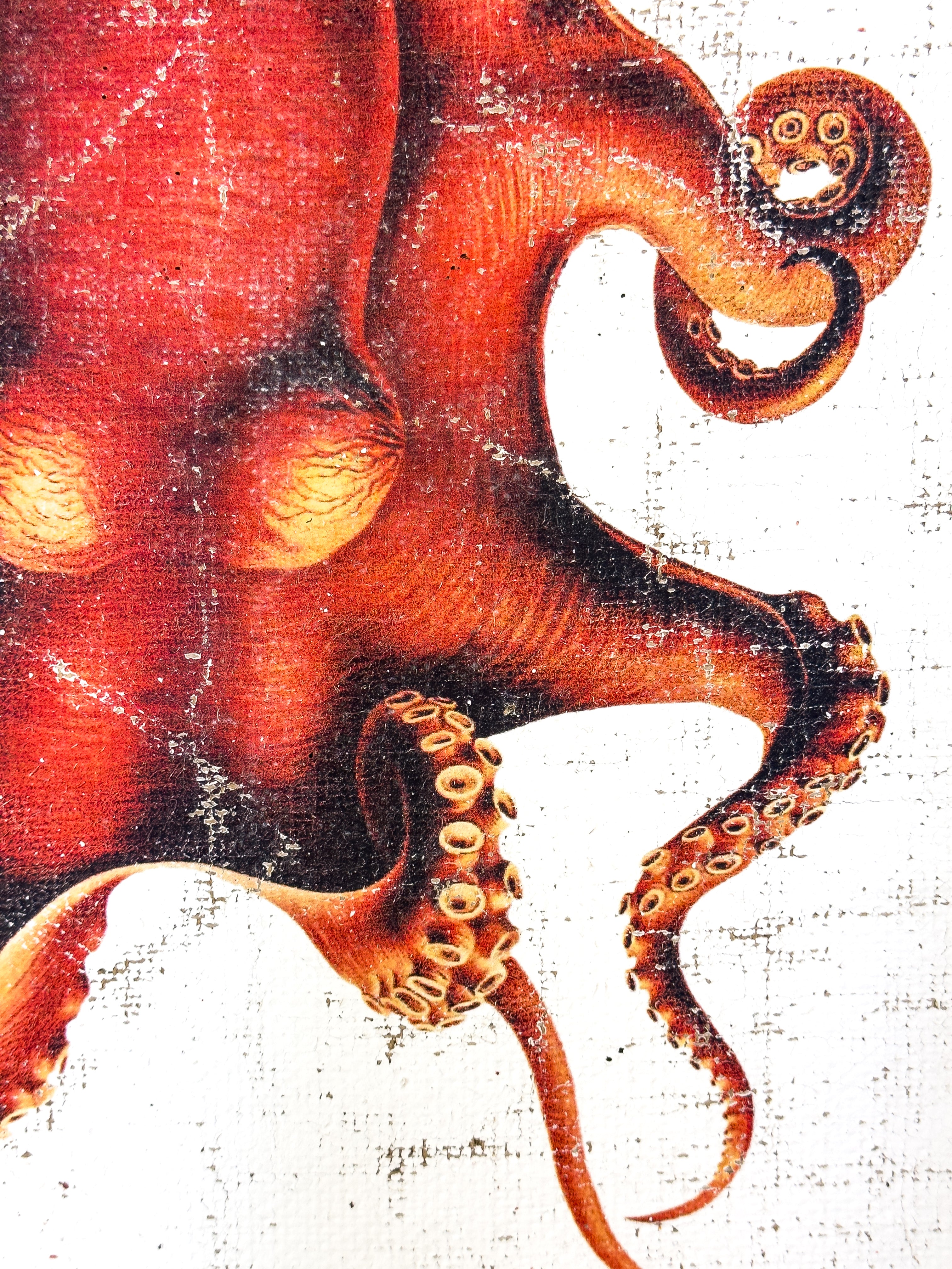 Red Octopus