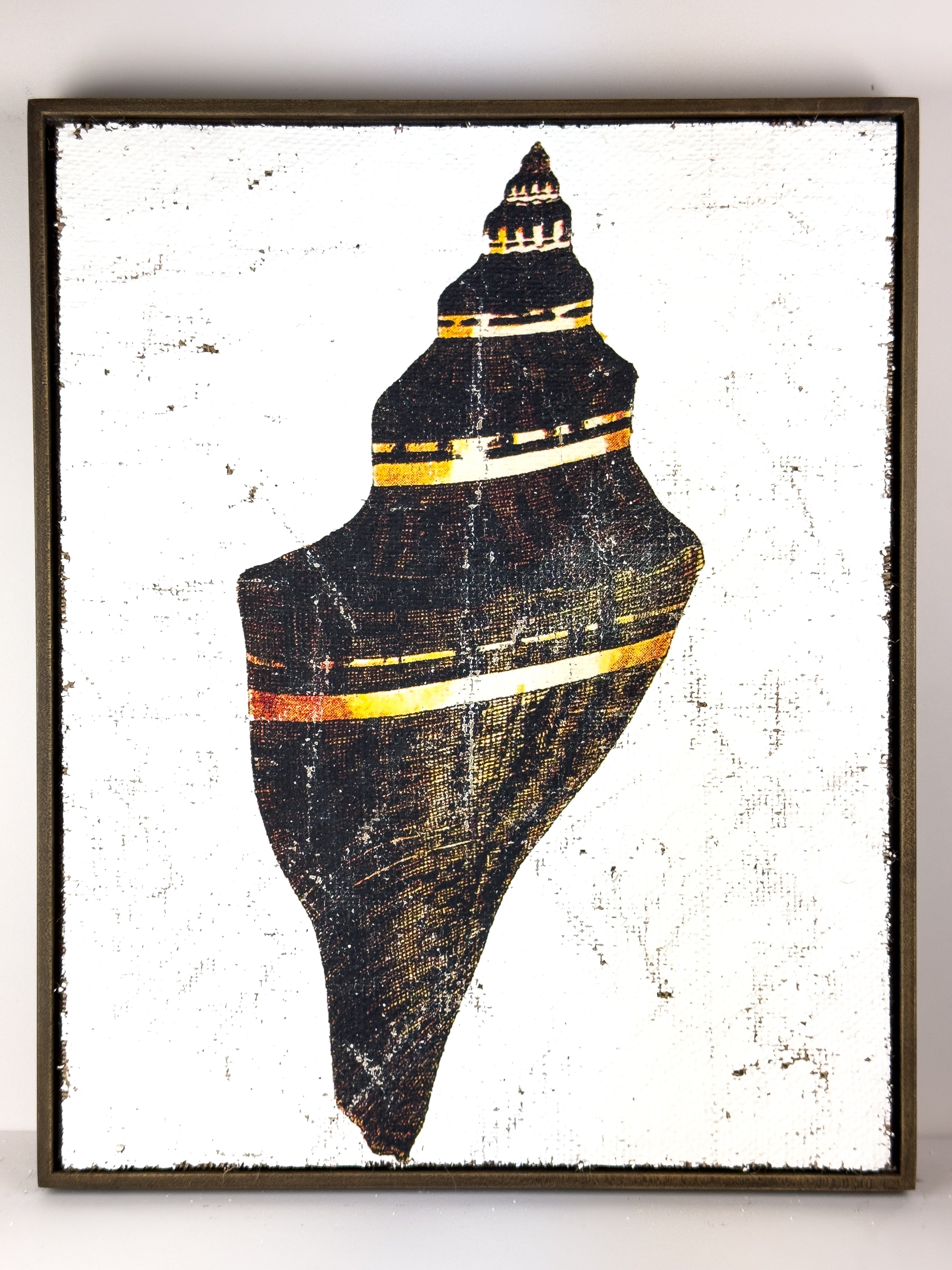 Black and Gold Cone Shell