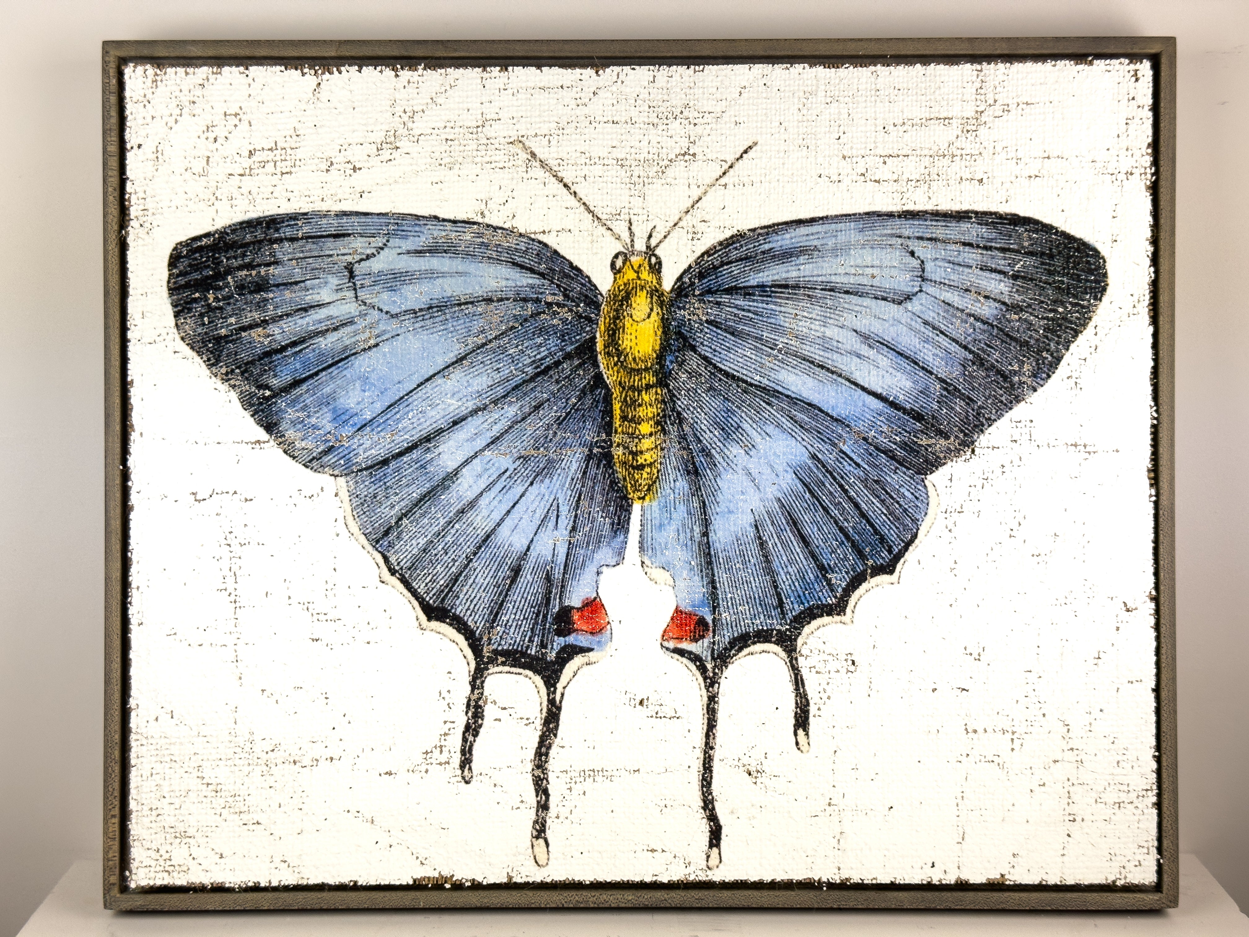 Redspot Gossamer-winged Butterfly