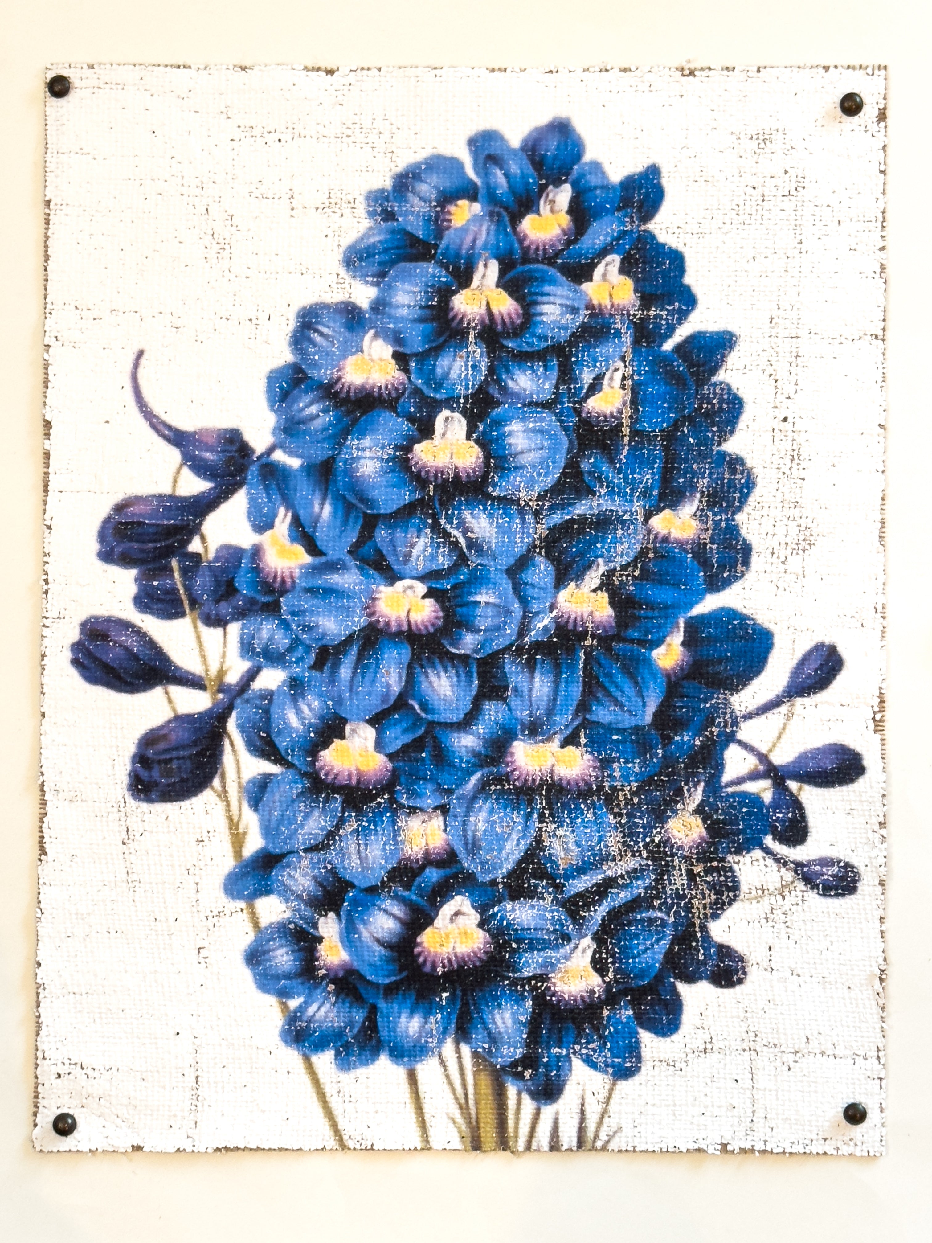 Blue Flowers of Radiance