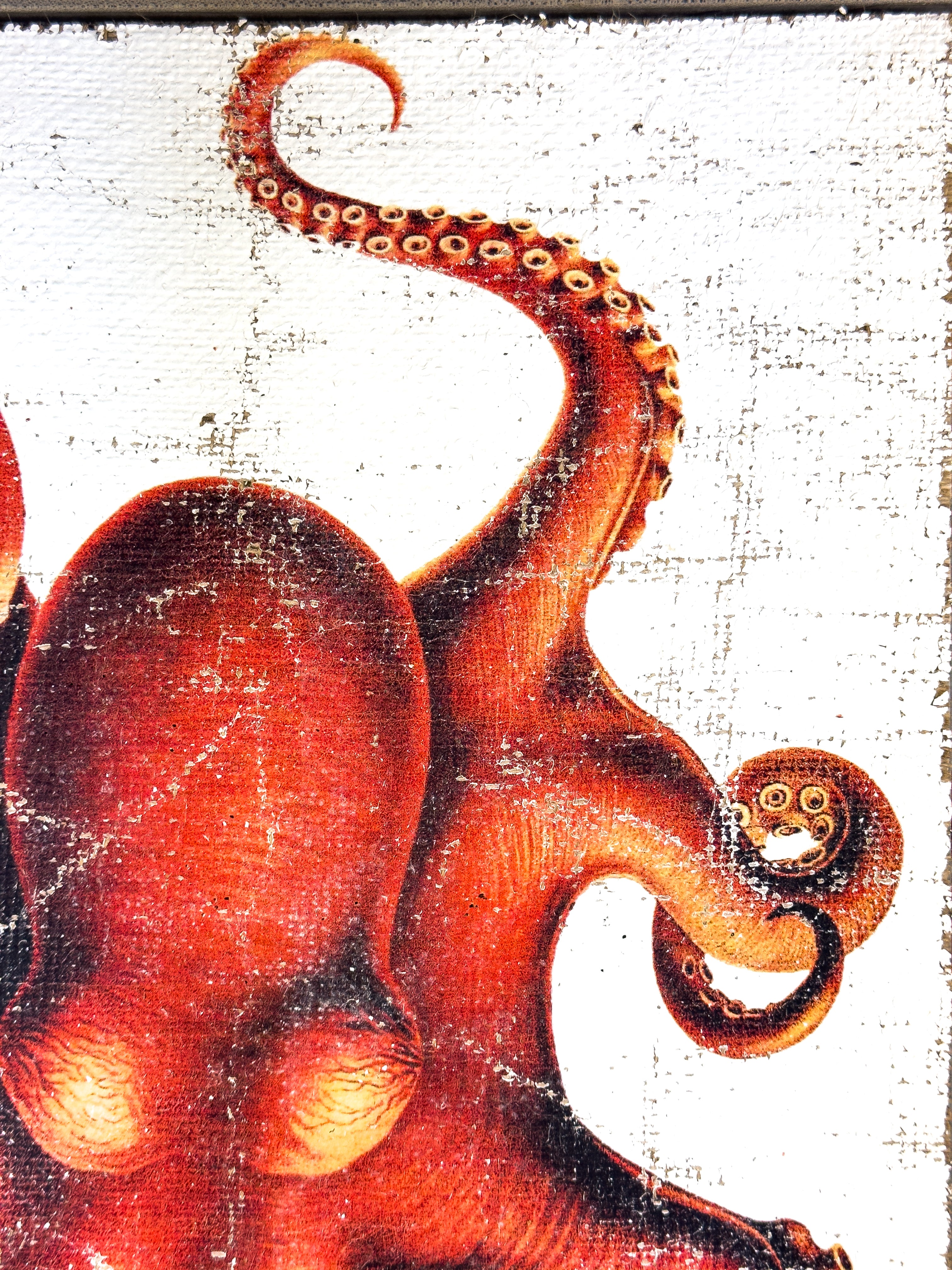 Red Octopus