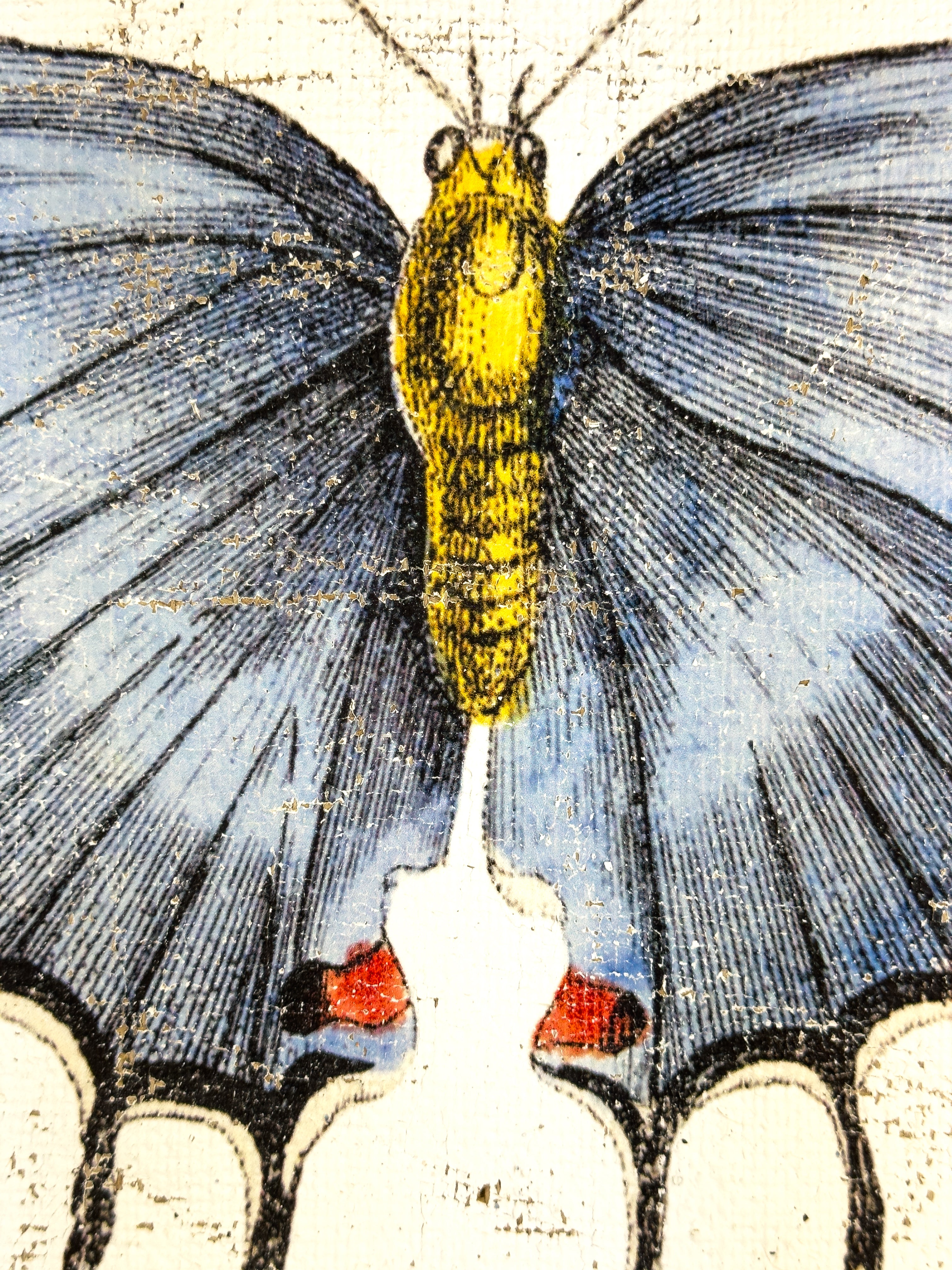 Redspot Gossamer-winged Butterfly