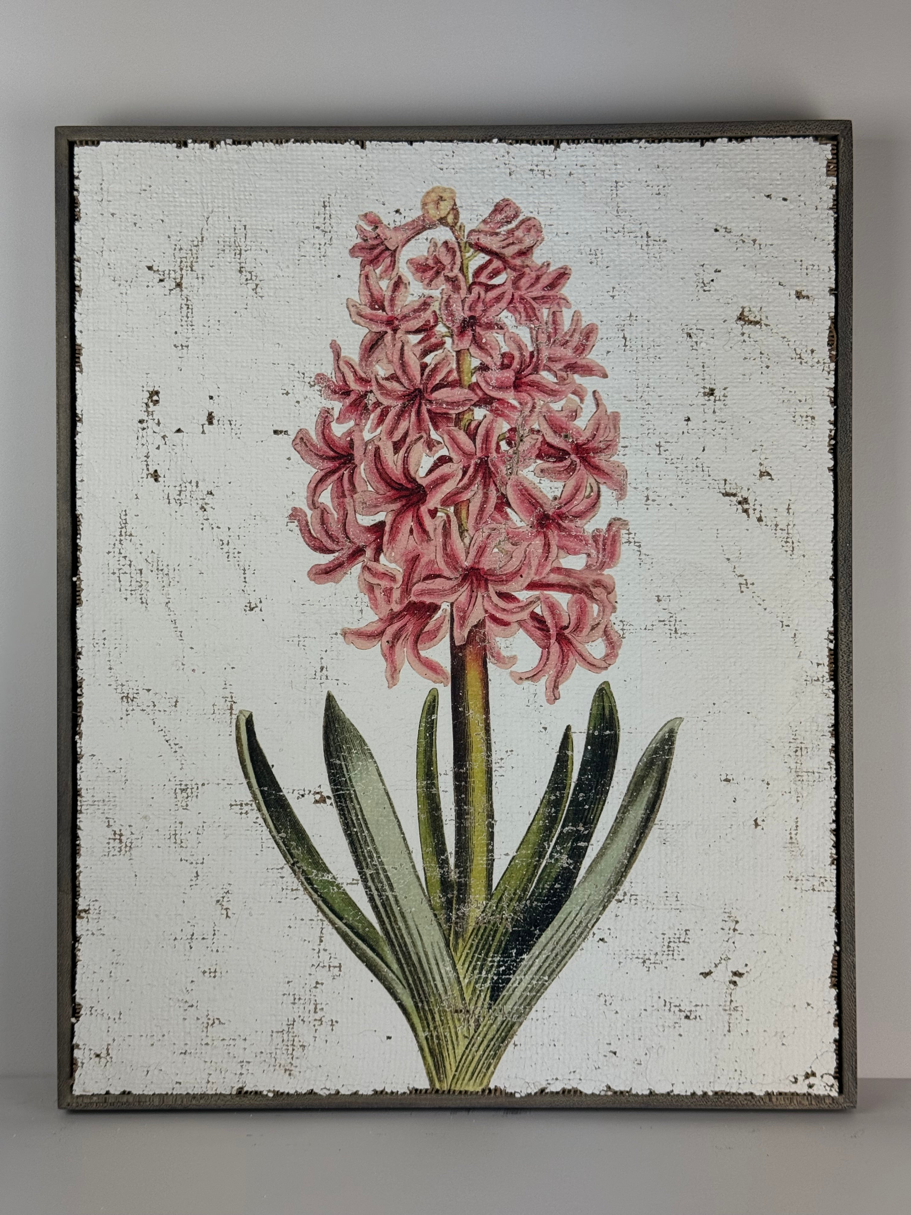 Pink Hyacinth