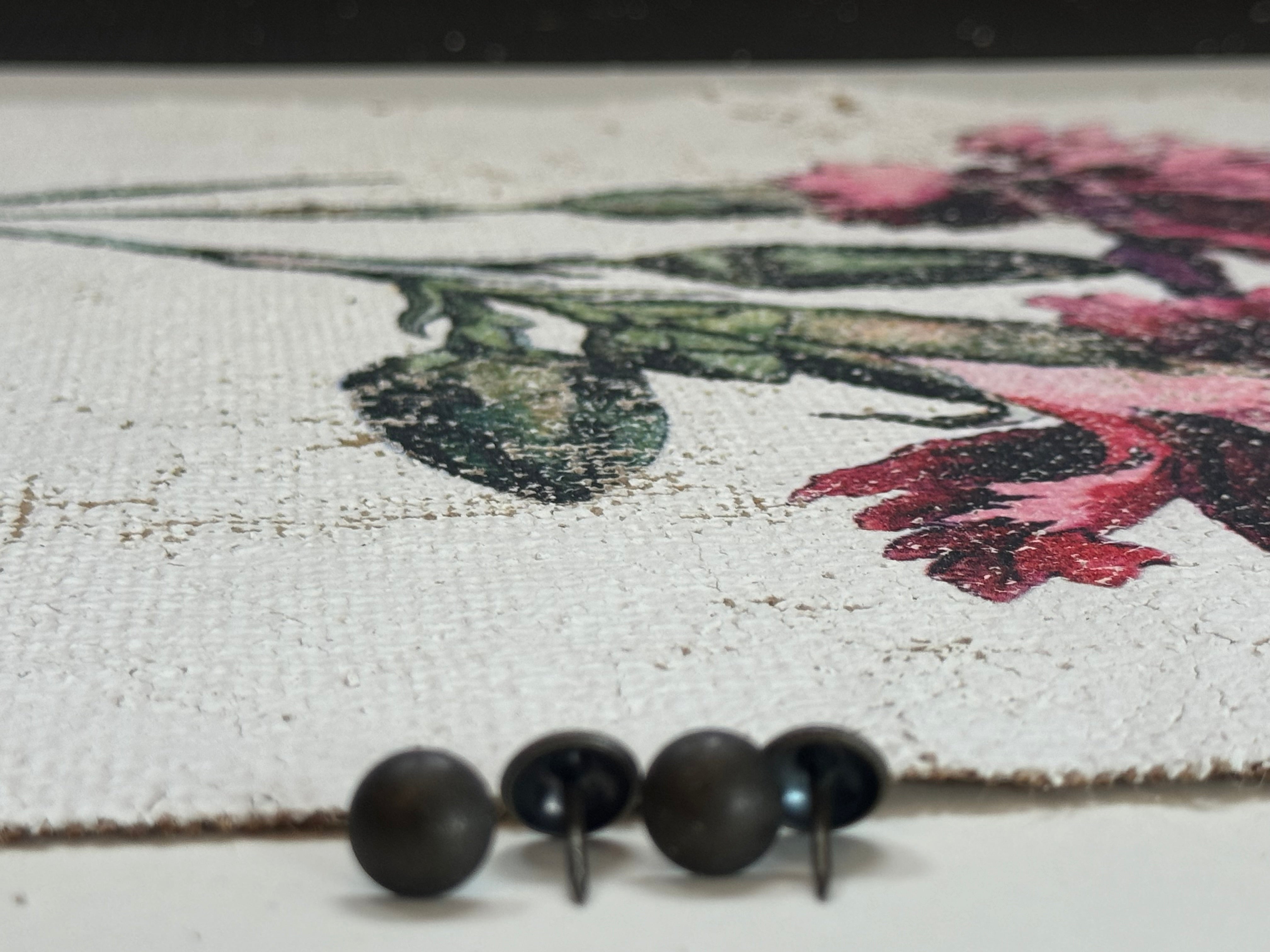 Clove pink carnation