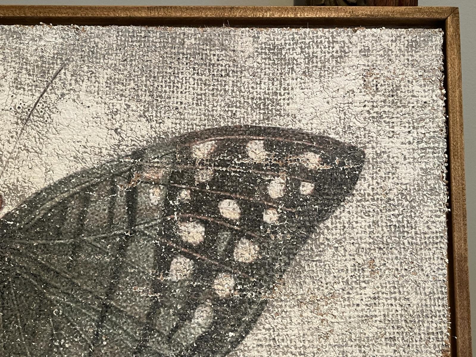 Green Swordtail Butterfly