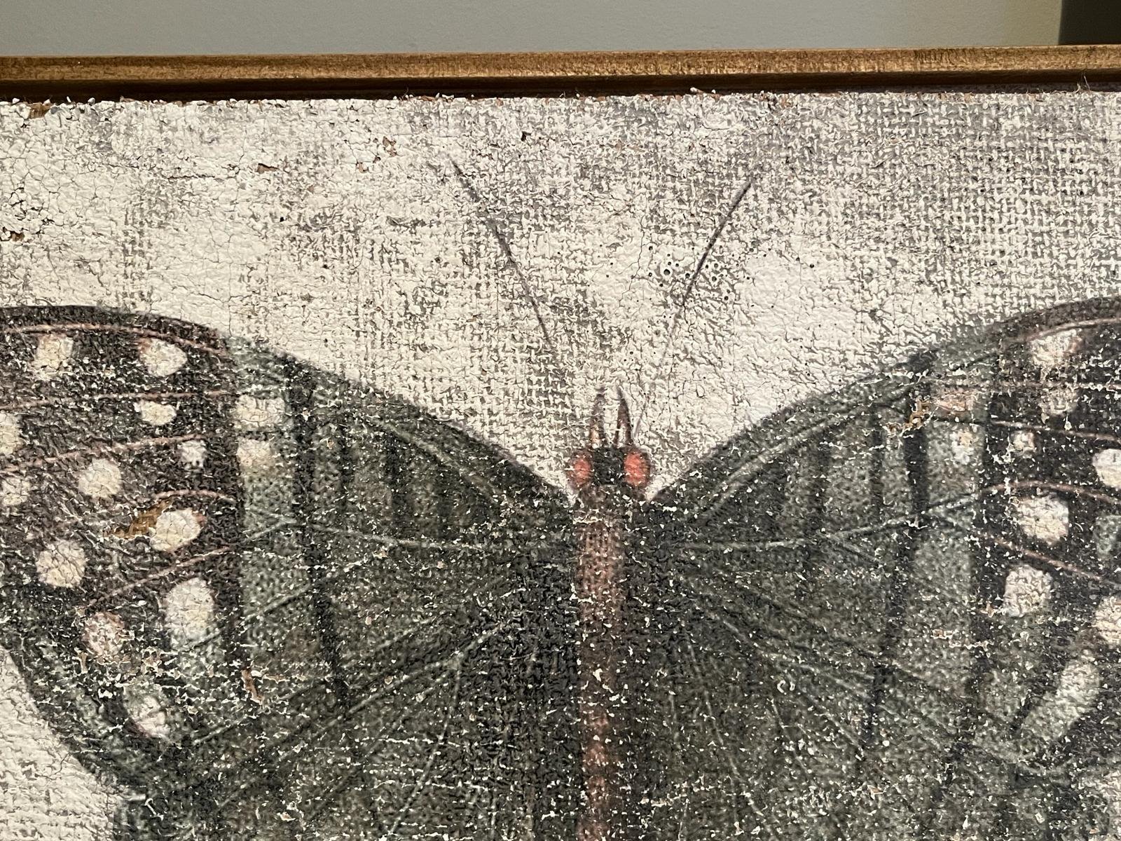 Green Swordtail Butterfly