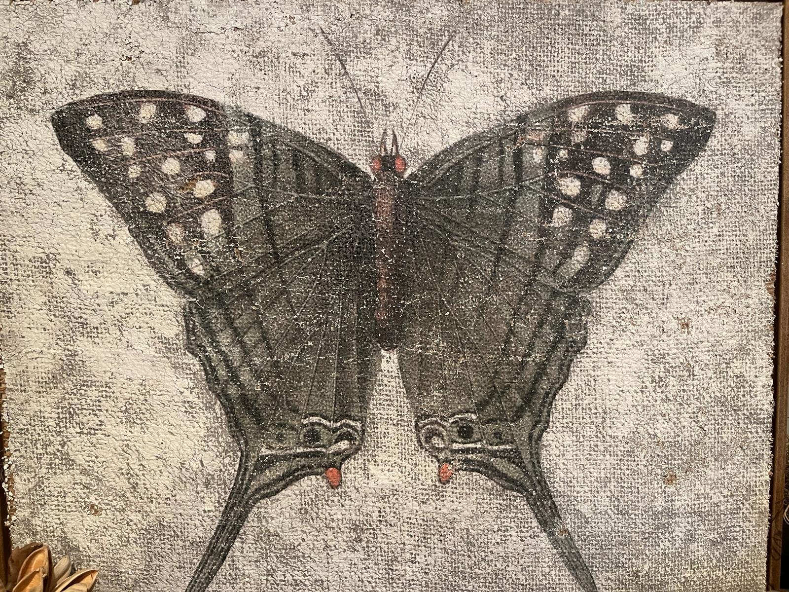 Green Swordtail Butterfly