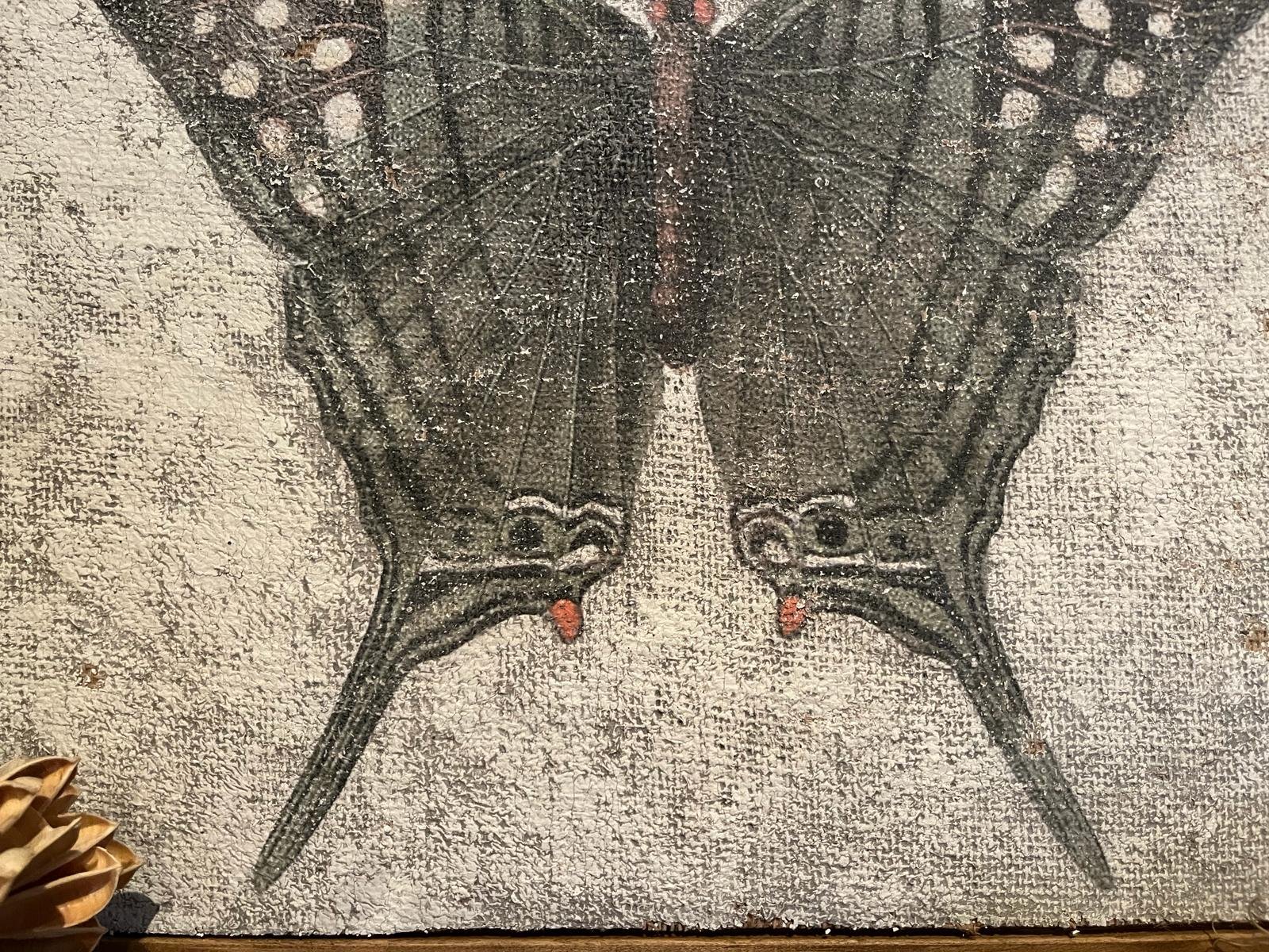 Green Swordtail Butterfly