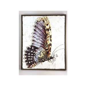 Purple White Witch Moth