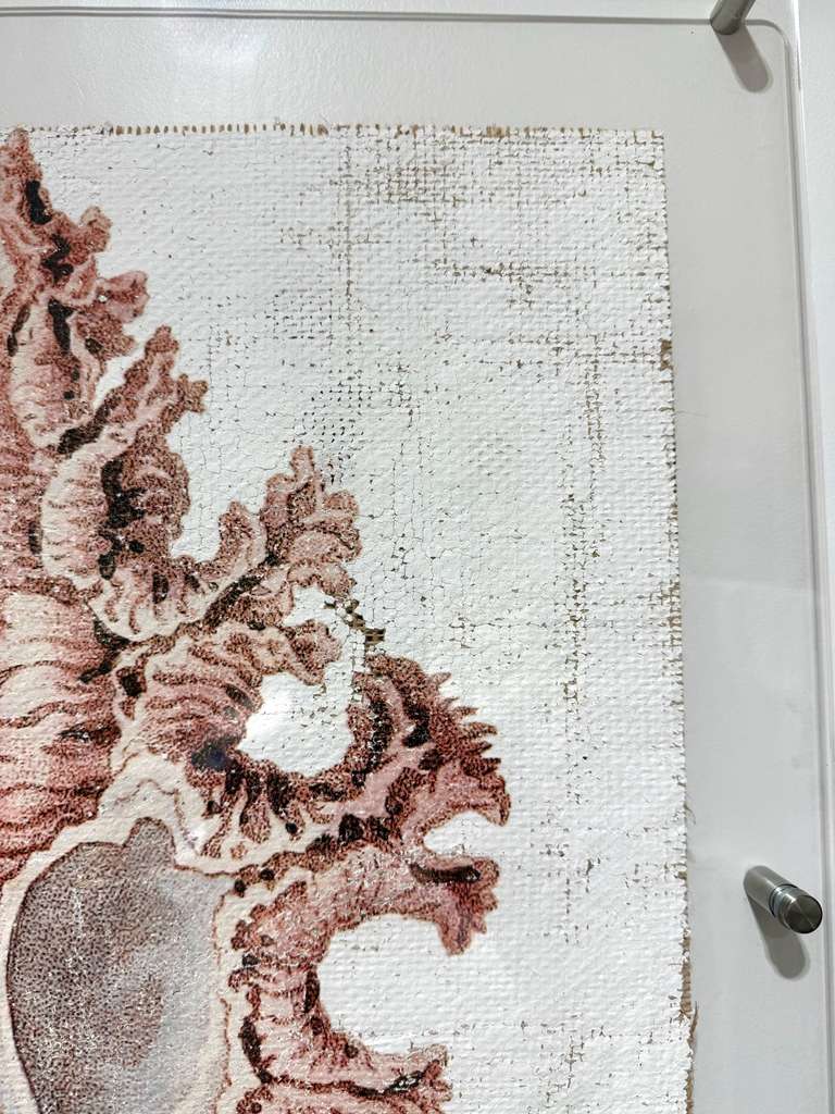 Pink Seashell - Lace Murex