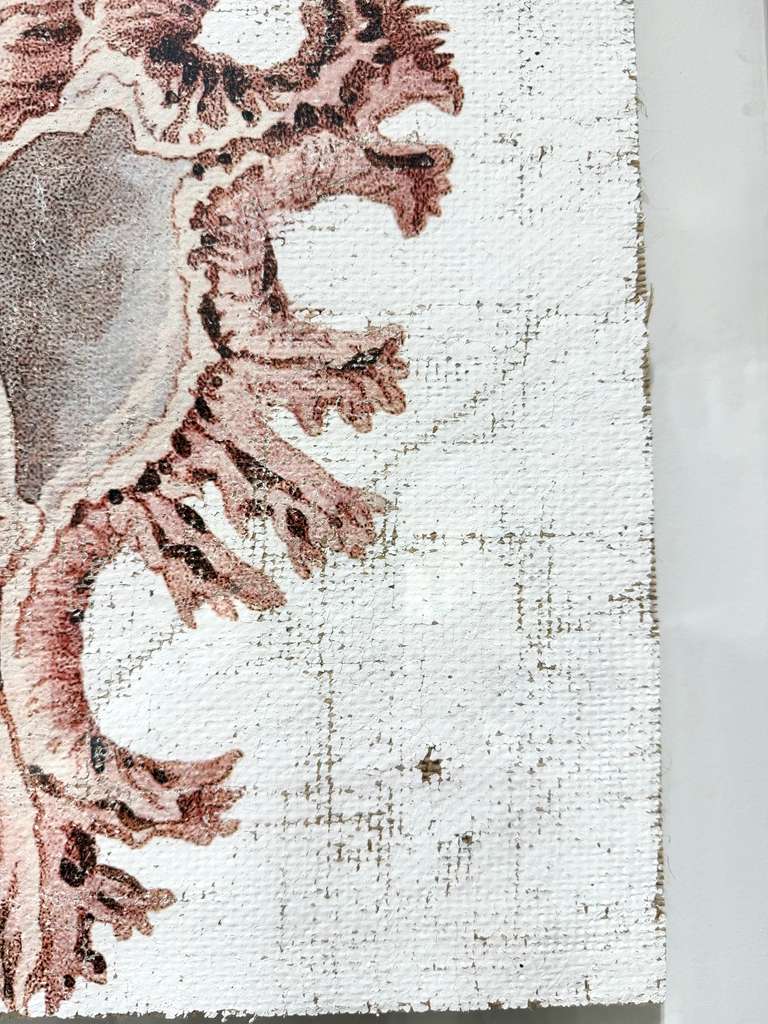 Pink Seashell - Lace Murex